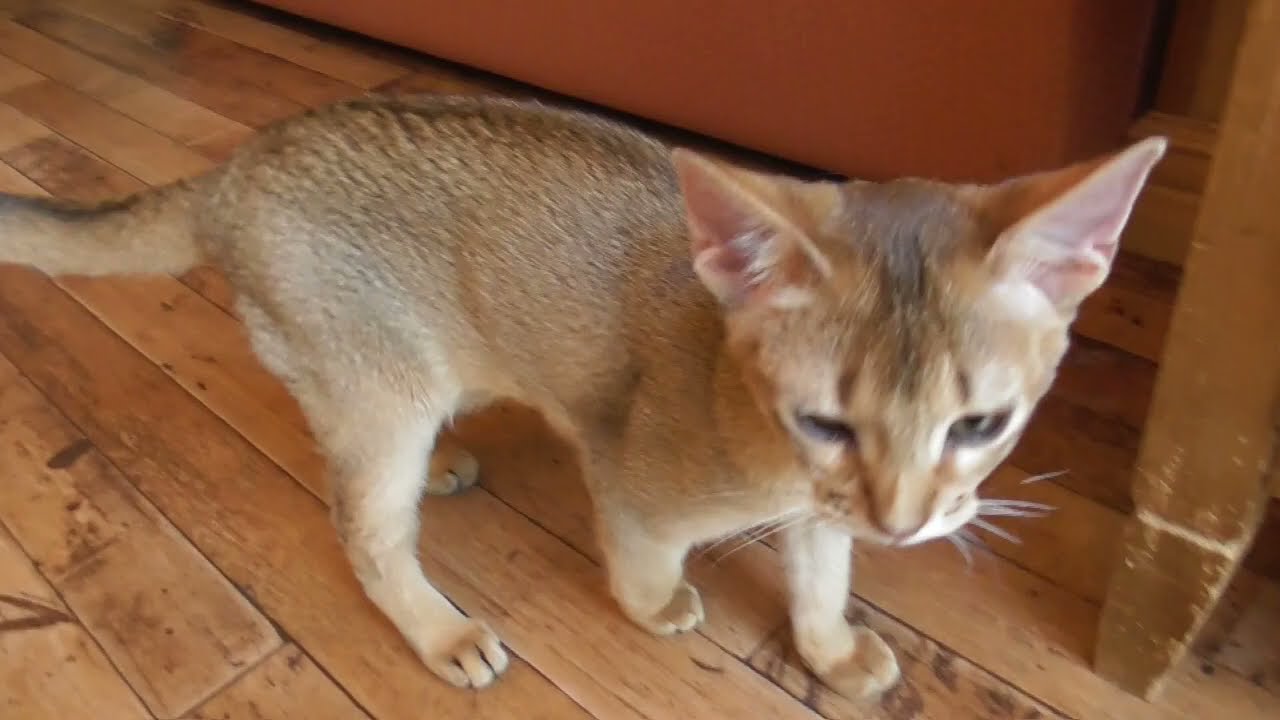 【新しく入った子猫!】猫カフェMOCHA秋葉原店　一瞬で通り過ぎるアビシニアン猫の子猫