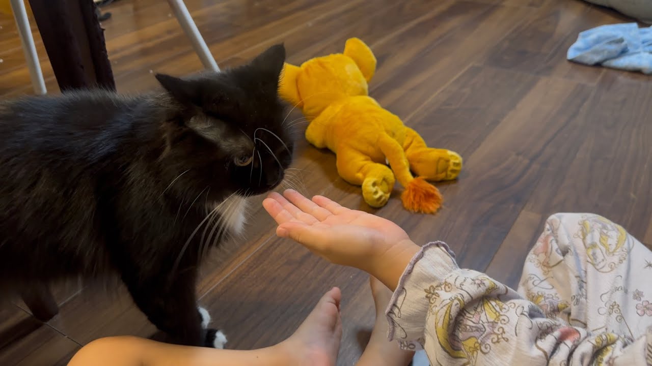 気遣う猫　ラガマフィン　サイベリアCaring cat. Ragamuffin. Siberian