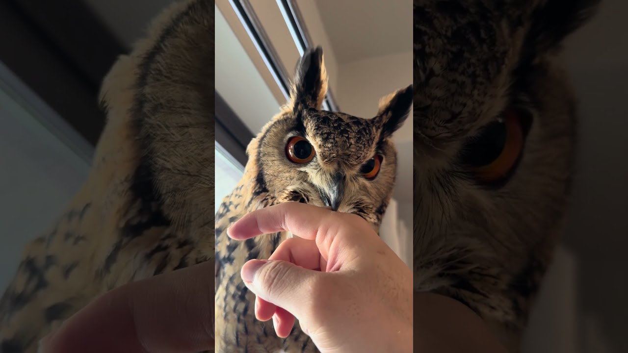 本日のふー Foo of the day 【ベンガルワシミミズク】 #owl #birds #animals #フクロウ #cute #wildlife #pets #nature #cat