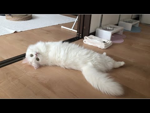 変幻自在に転がる白猫【マンチカン】【ミヌエット】【ペルシャ猫】