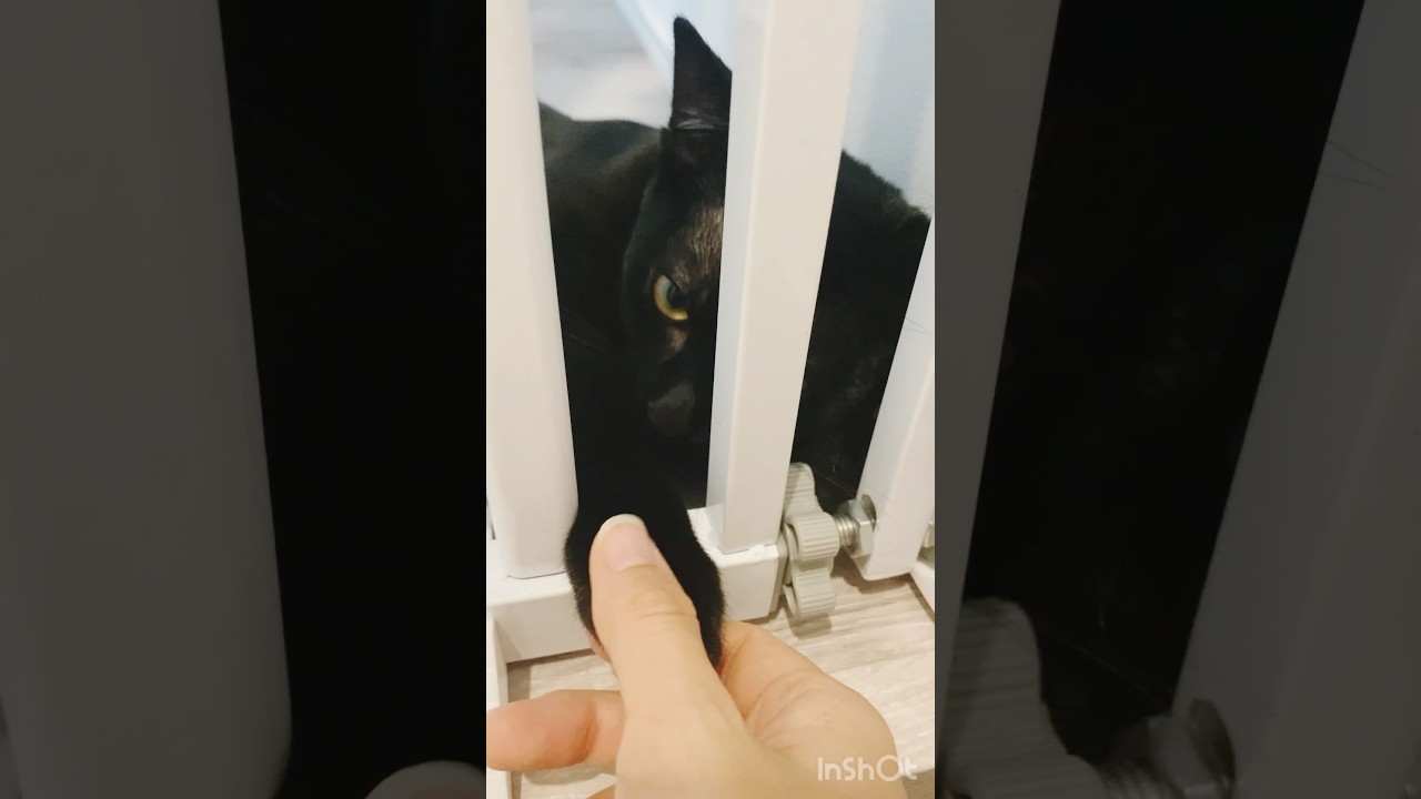 お見送りしてくれる子猫　#黒猫 #ボンベイ #猫 #bombay #cat #ネコ #猫のいる暮らし #猫のいる生活 #ねこ #ねこ動画 #癒やし #かわいい #ゴロゴロ #asmr