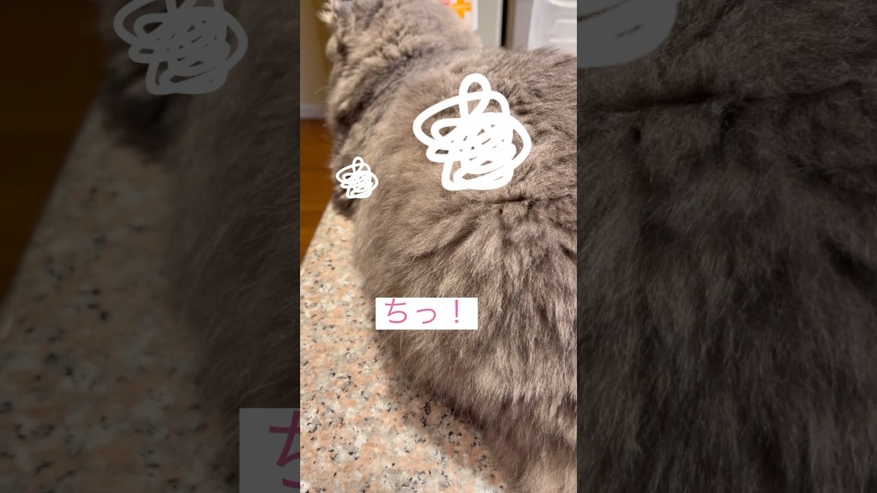 ちぇっ #ねこ動画 #アメリカンカール #ねこのいる暮らし