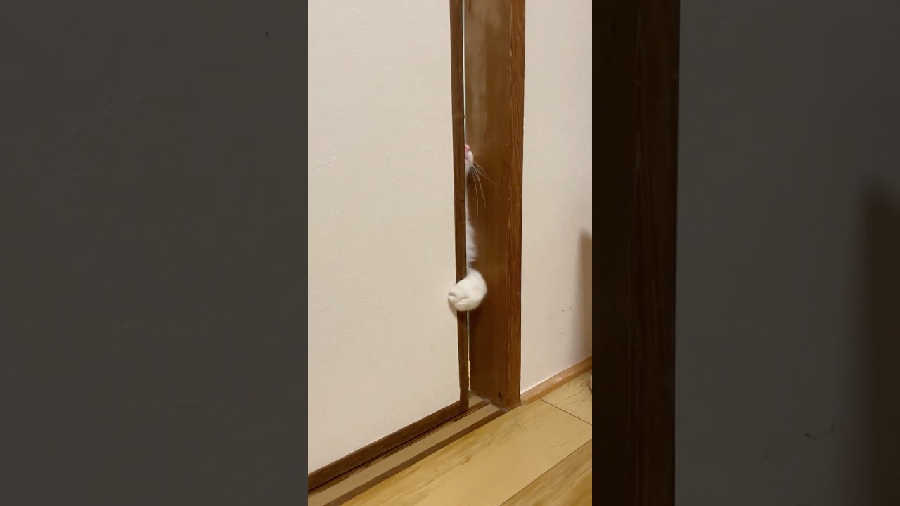 開けるの上手ww #cat #猫 #ラグドール#shorts