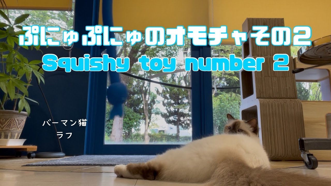 バーマン猫ラフ【ぷにゅぷにゅのオモチャその２】Squishy toy number 2（バーマン猫）Birman/Cat