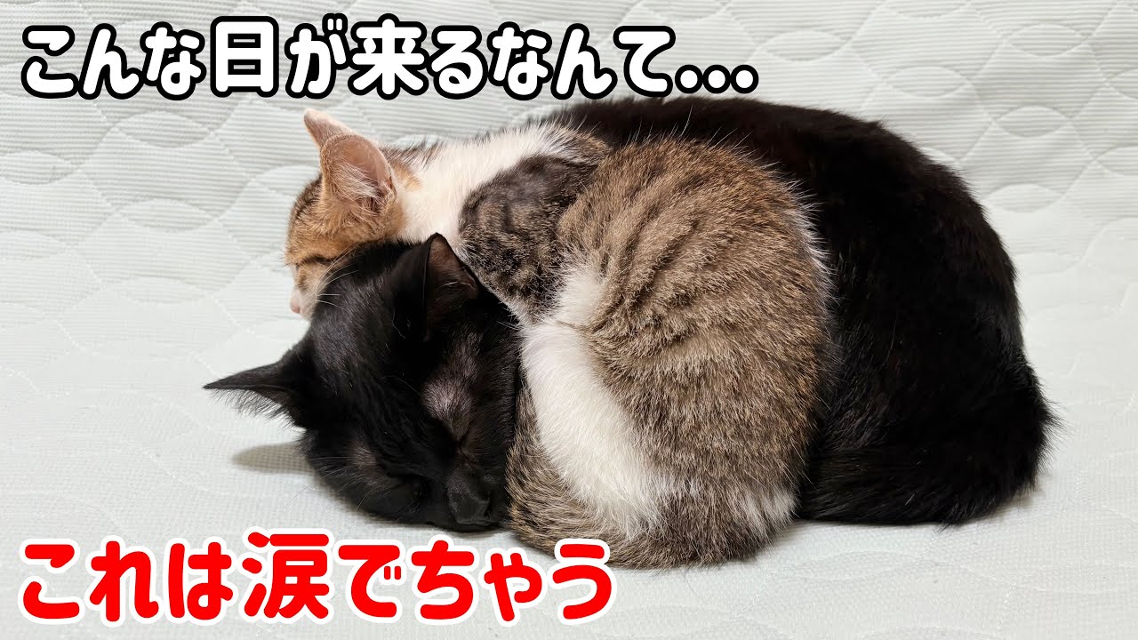 保護して１ヶ月しか経ってない子猫と先住猫の進展に毎回驚かされてます