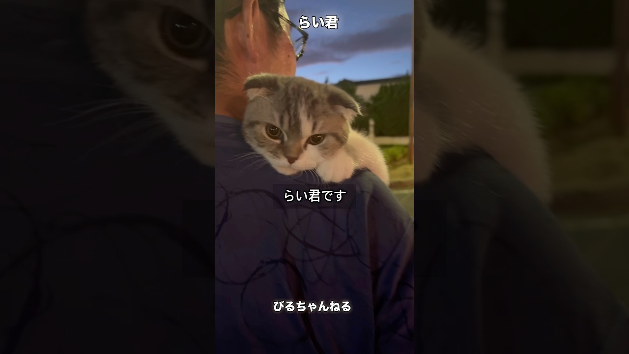 今回は、猫ちゃんです。スコティッシュ・フォールドの「らい君」です。まだ生後４ヶ月です。#スコティッシュフォールド#子猫#こねこのいる暮らし#キティーちゃん#子猫
