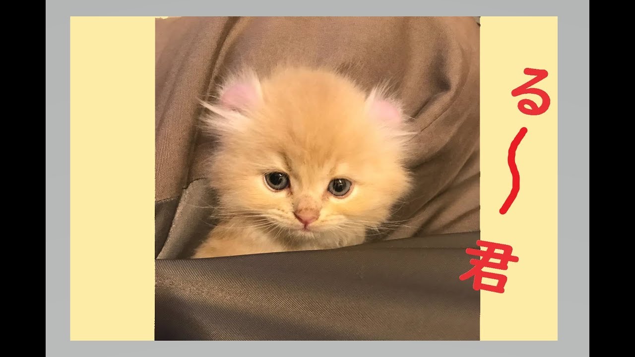 【100万円の猫】 PETfast アメリカンカール