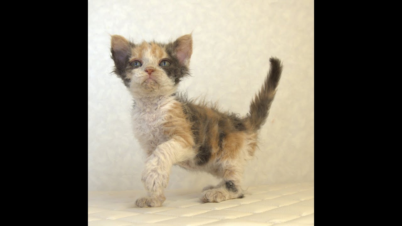 セルカークレックス子猫　Selkirk Rex　2025.5.28産まれ　キャリコ　三毛猫　巻き毛　女の子　シーダキャット猫のお店