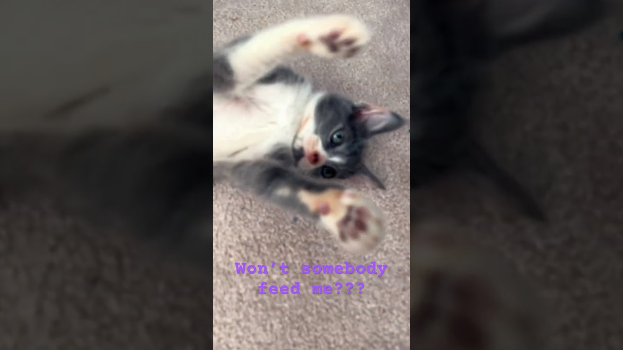 Rosie wants some noms #kitten #cat #cute #kitty