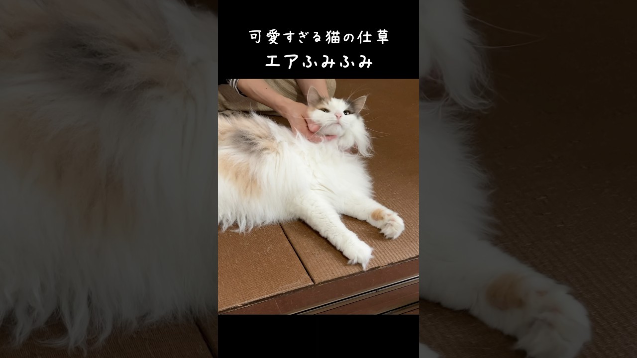 エアふみふみ　#ノルウェージャンフォレストキャット