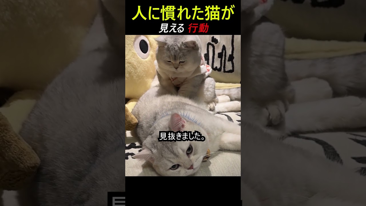 人に慣れた猫が見える行動