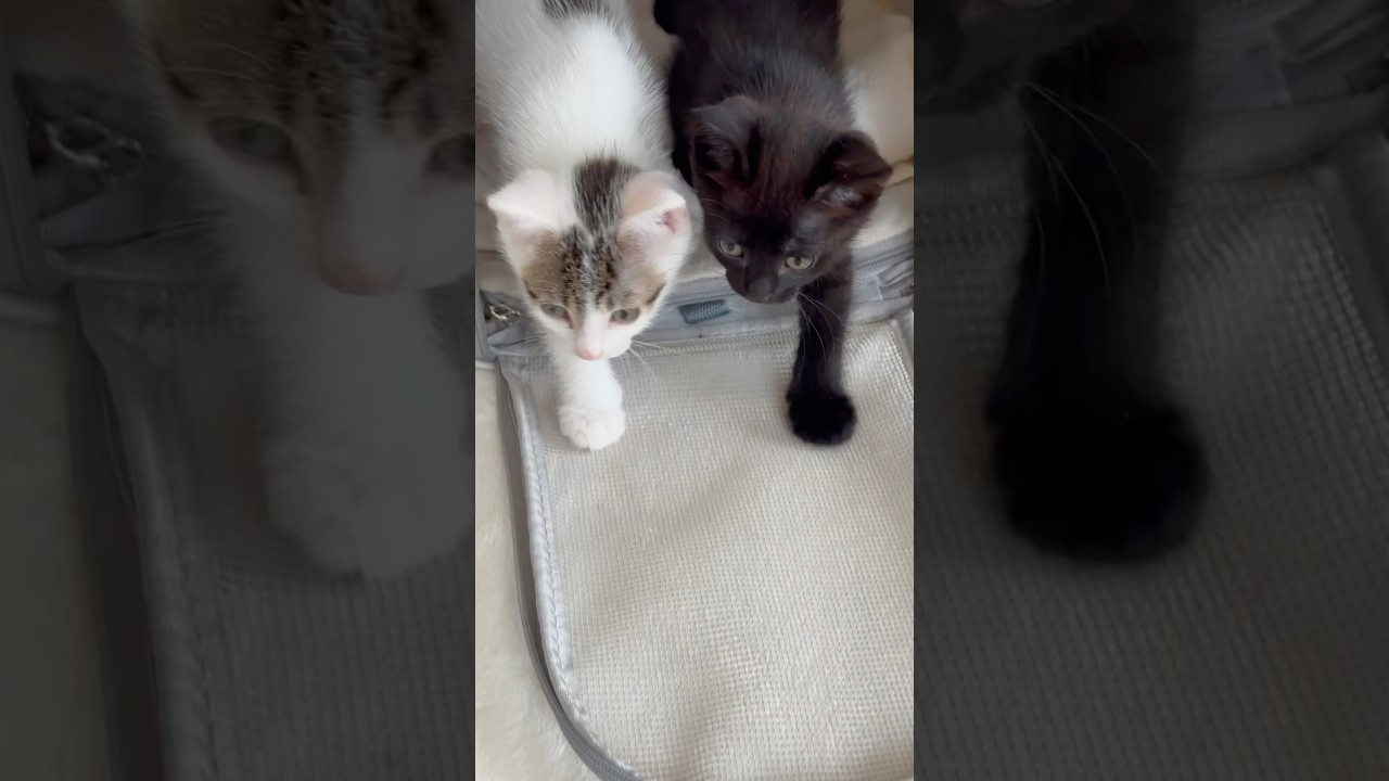 生後1ヶ月半の保護子猫たちの〇〇をするのは超むずかしいです😅  #shorts  #子猫動画 #保護子猫