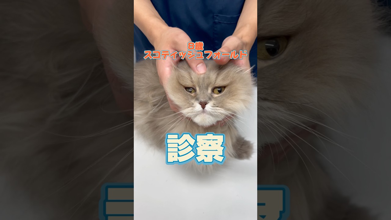 24時間尿と便が出ない8歳のスコティッシュフォールド