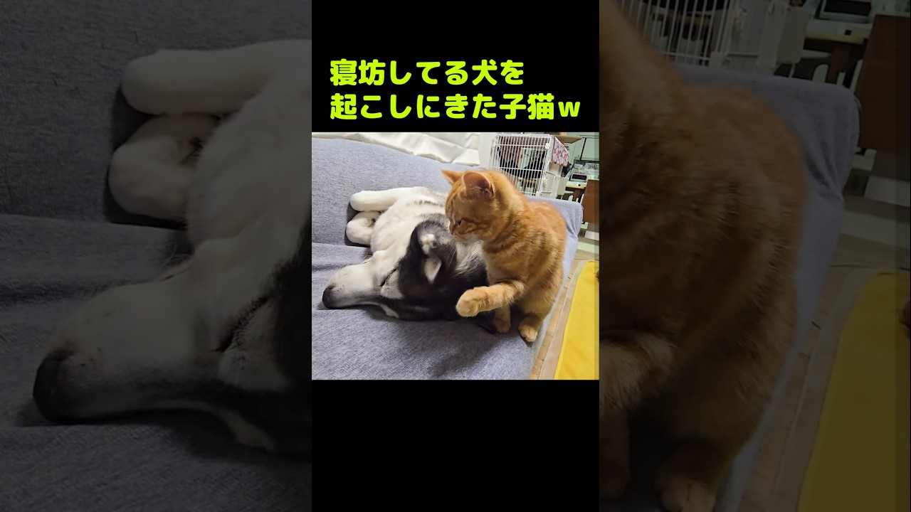 寝坊してる犬を起こしに来た子猫...笑