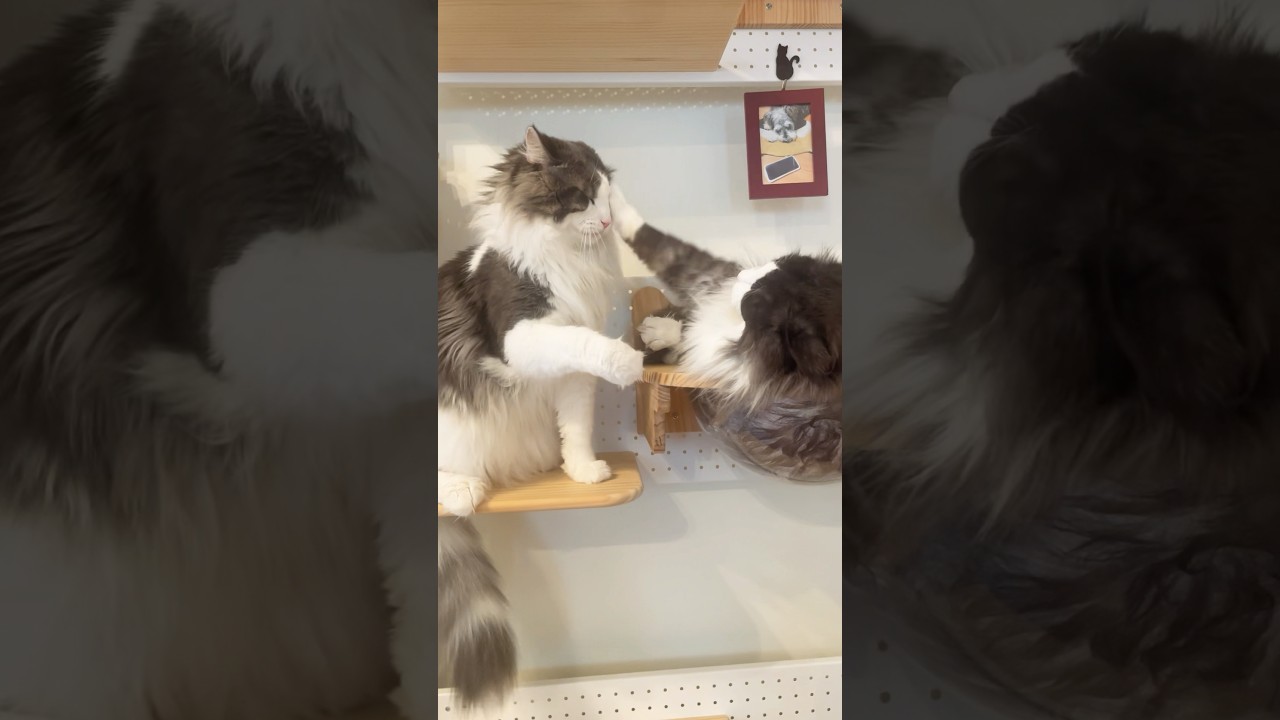 ママ痛いにゃ#ノルウェージャンフォレストキャット #母猫#親子猫#殴られ屋 #猫のケンカ