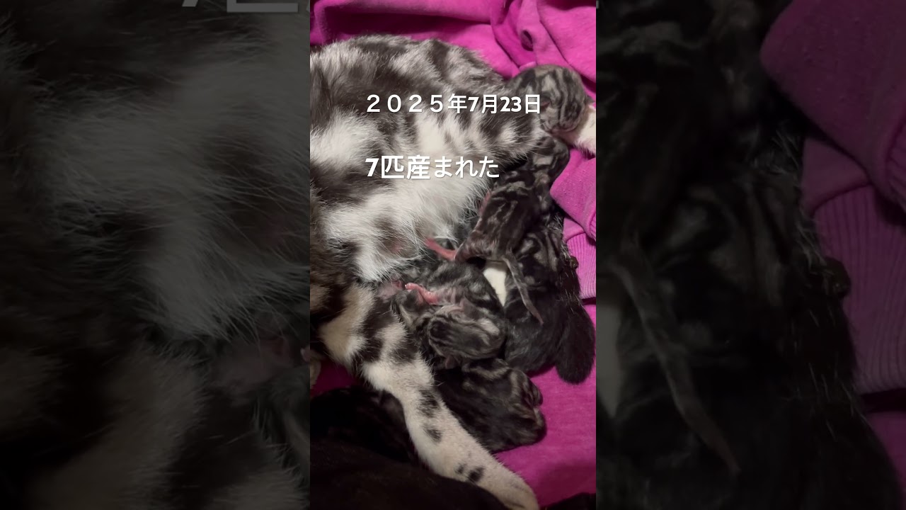 子猫が産まれました#アメショ#アメリカンショートヘア#子猫#猫の日常#cat#cats