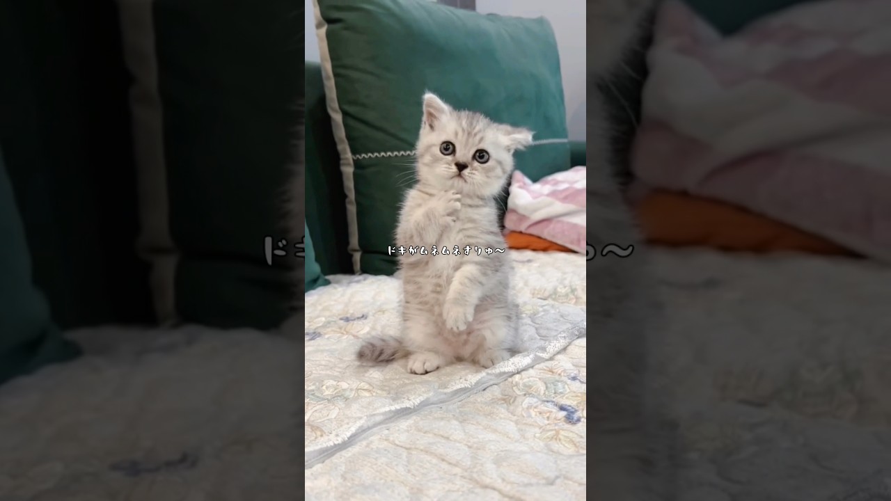 ネコリーマン(ネコサラリーマン)
