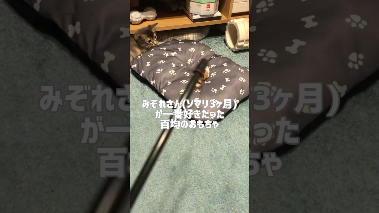 NO.1ヒット(みぞれさんに)だった百均の猫じゃらし#ソマリ #kitten #猫のいる生活