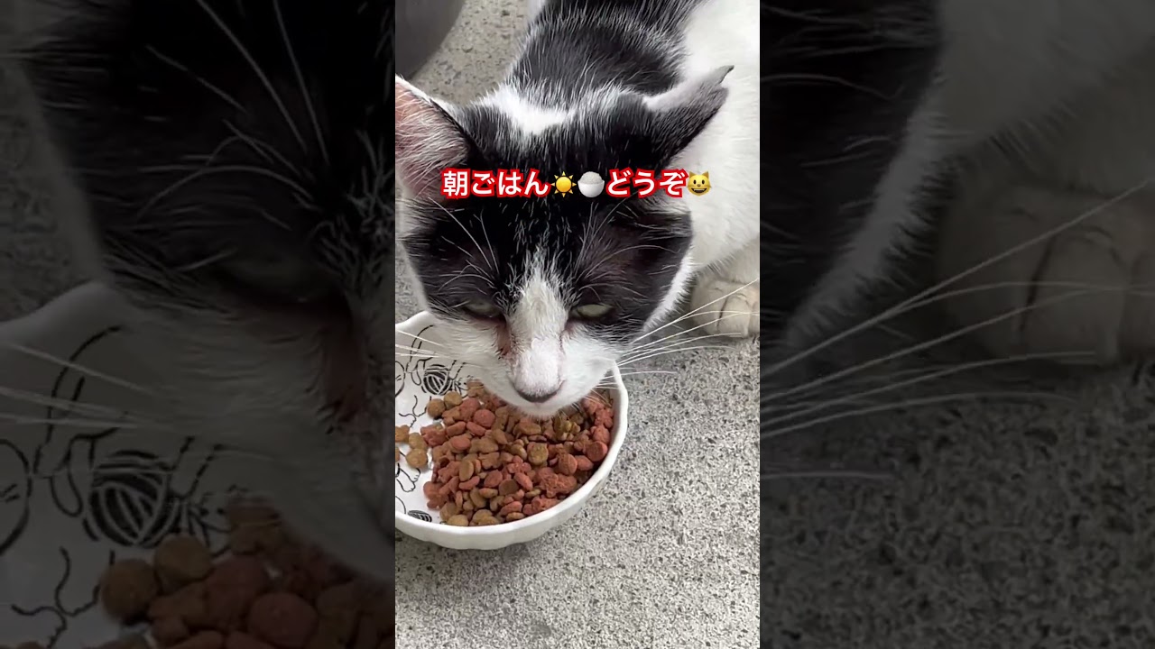 白黒ちゃんの朝ごはん🍚#ねこ#cat#japan#野良猫#猫動画 #癒し#朝ごはん#ペット#かわいい#かわいい猫