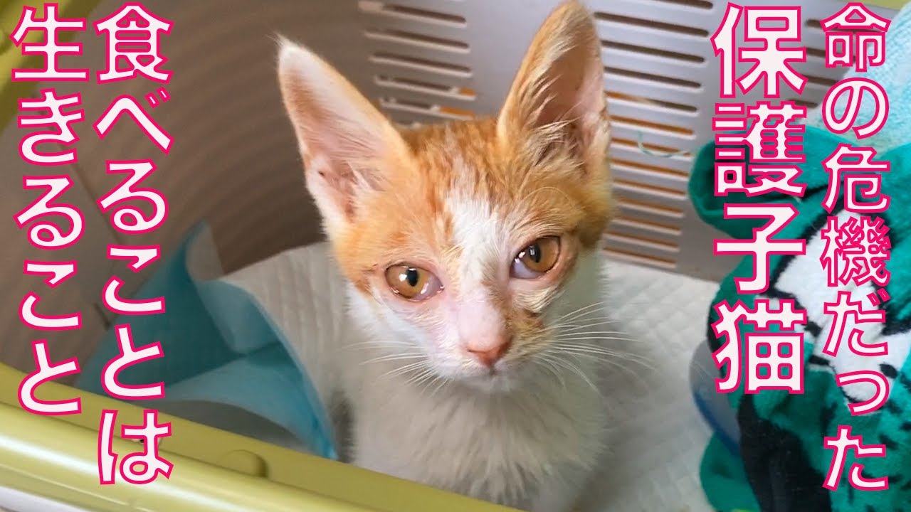 紙袋に捨てられてた子猫、食べて命を繋いだ夏 Eating is living