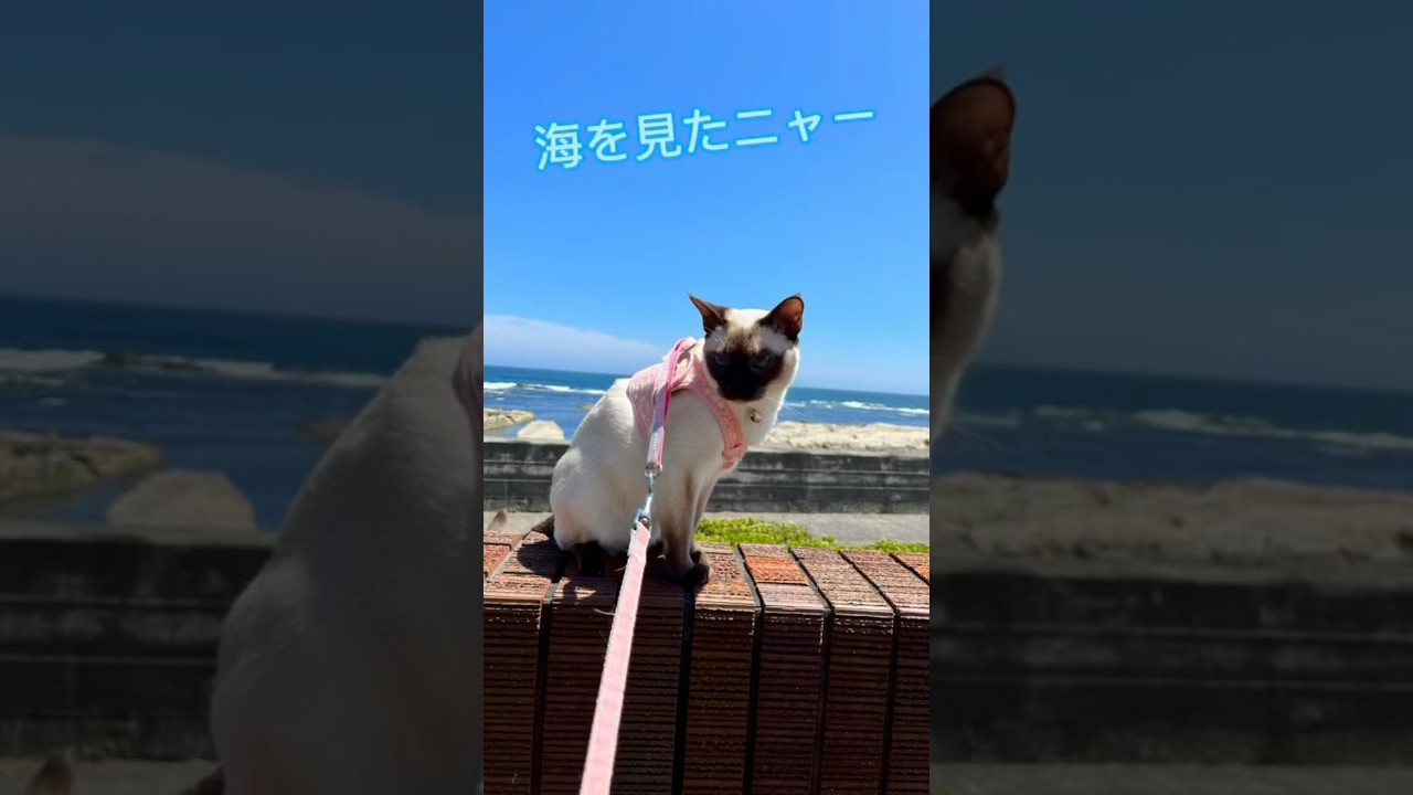 猫と海　#トンキニーズエマ