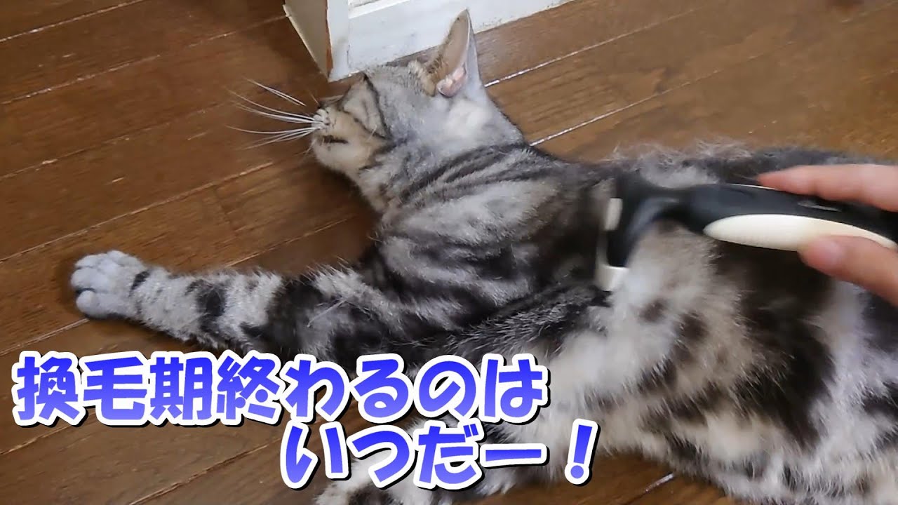 換毛期はいつ終わるのかーっ（アメリカンショートヘア）