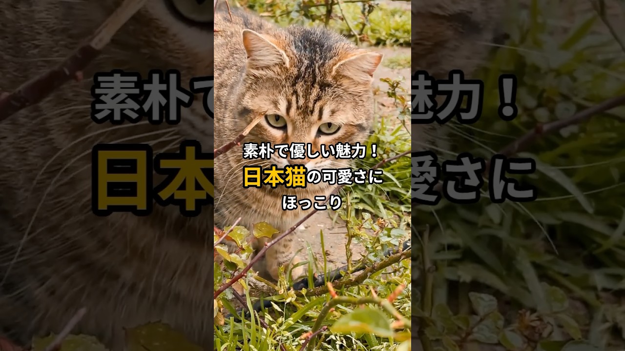 素朴で優しい魅力、日本猫の可愛さにほっこり