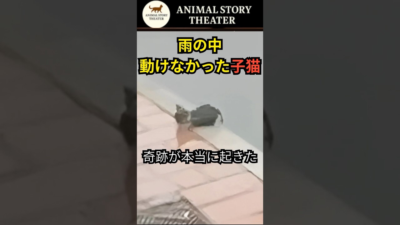 「助からない」と言われた子猫が、今も生きている【実話】