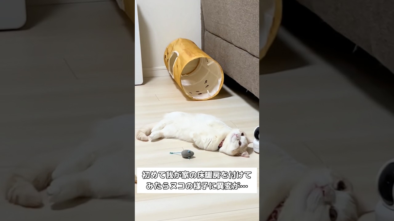 猫をだめにする床暖房 #マンチカン #床暖房 #shorts
