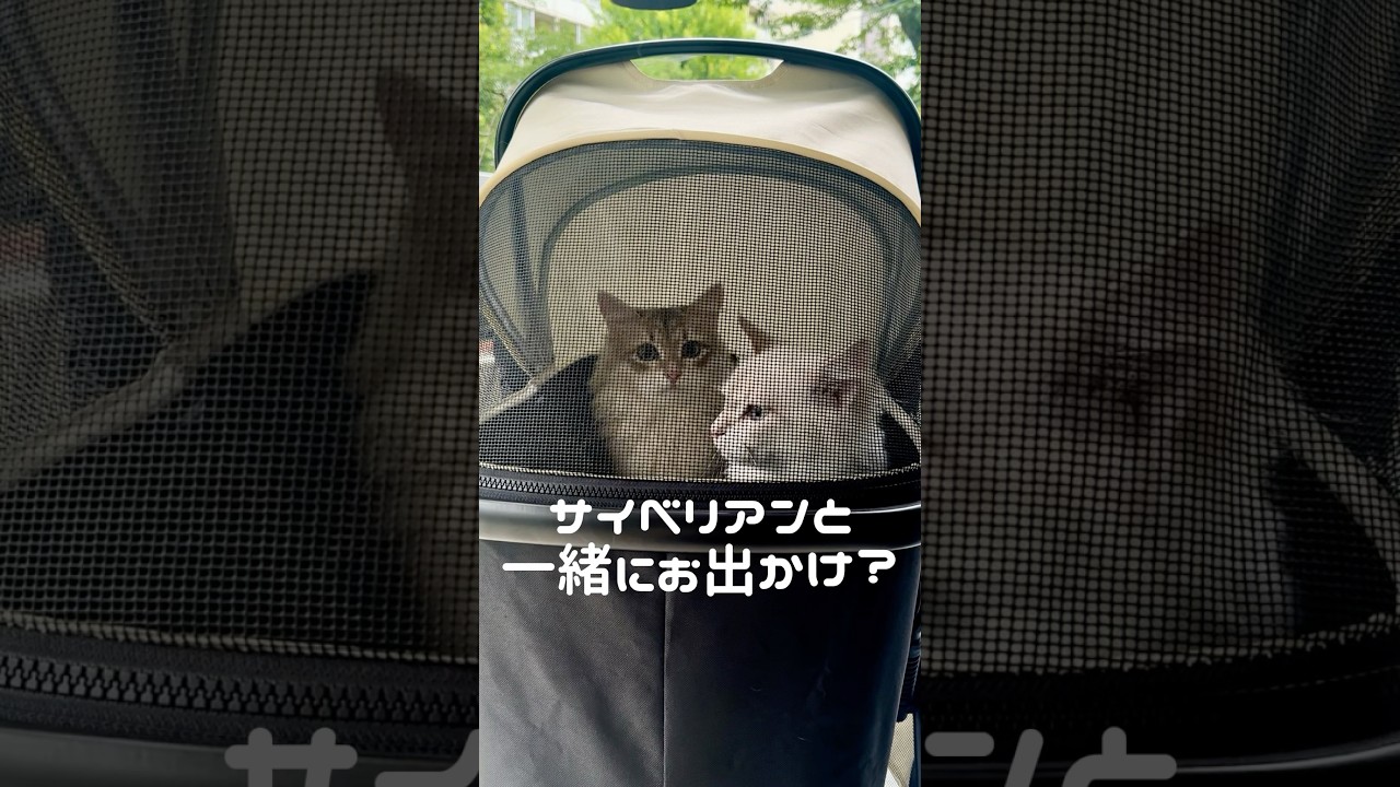 サイベリアンと一緒にお出かけ？#猫動画 #子猫 #サイベリアン #cat