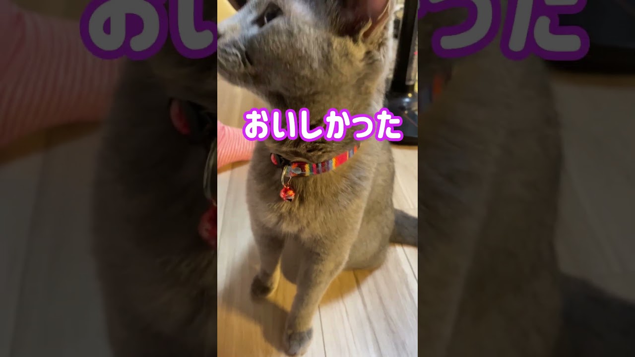 ロシブル💗ラブちゃん・ピュリナワンが、よっぽどおいしかったのね？ ＃ロシブル ＃ロシアンブルー ＃ラブちゃん