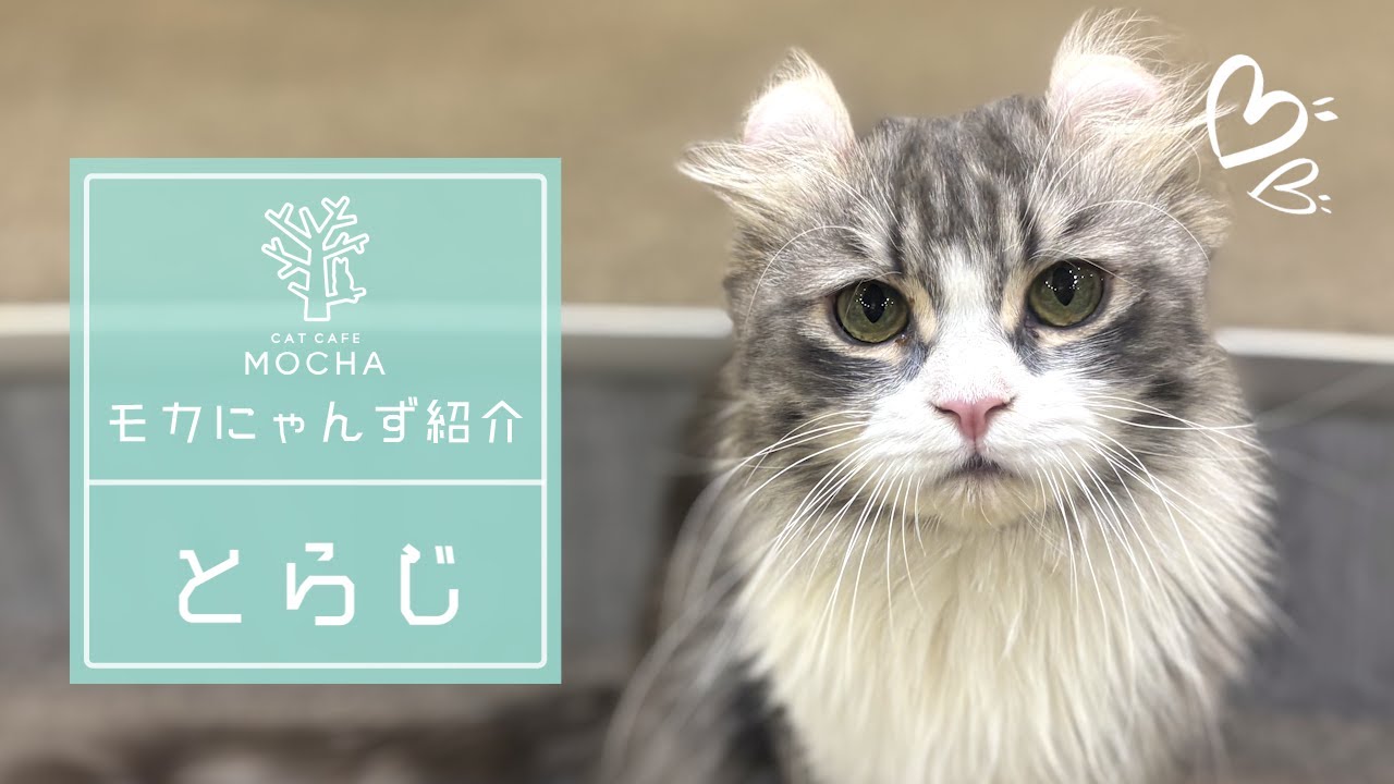 とらじ（アメリカンカール♂）立川店