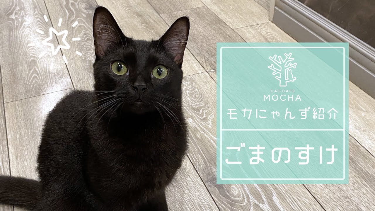 ごまのすけ（ボンベイ♂）立川店