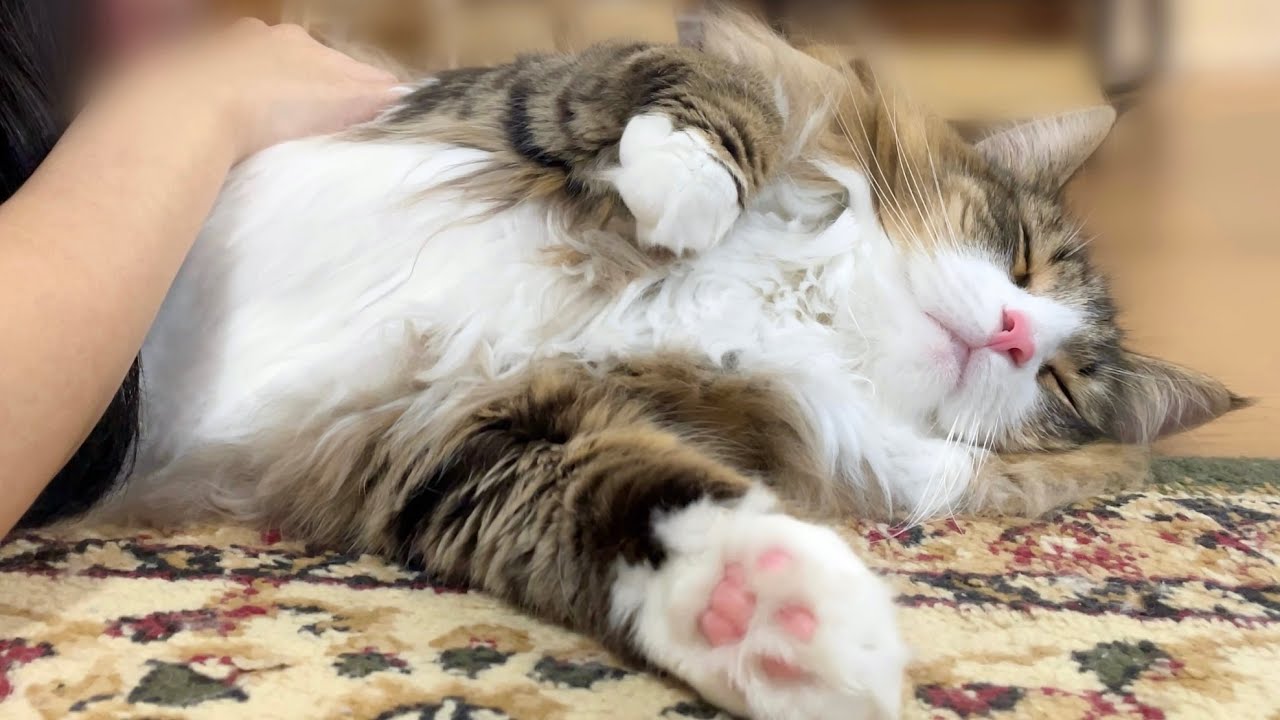 北欧猫が甘えんぼ赤ちゃんになっちゃった！？可愛すぎる様子がこちらです…【ノルウェージャン】