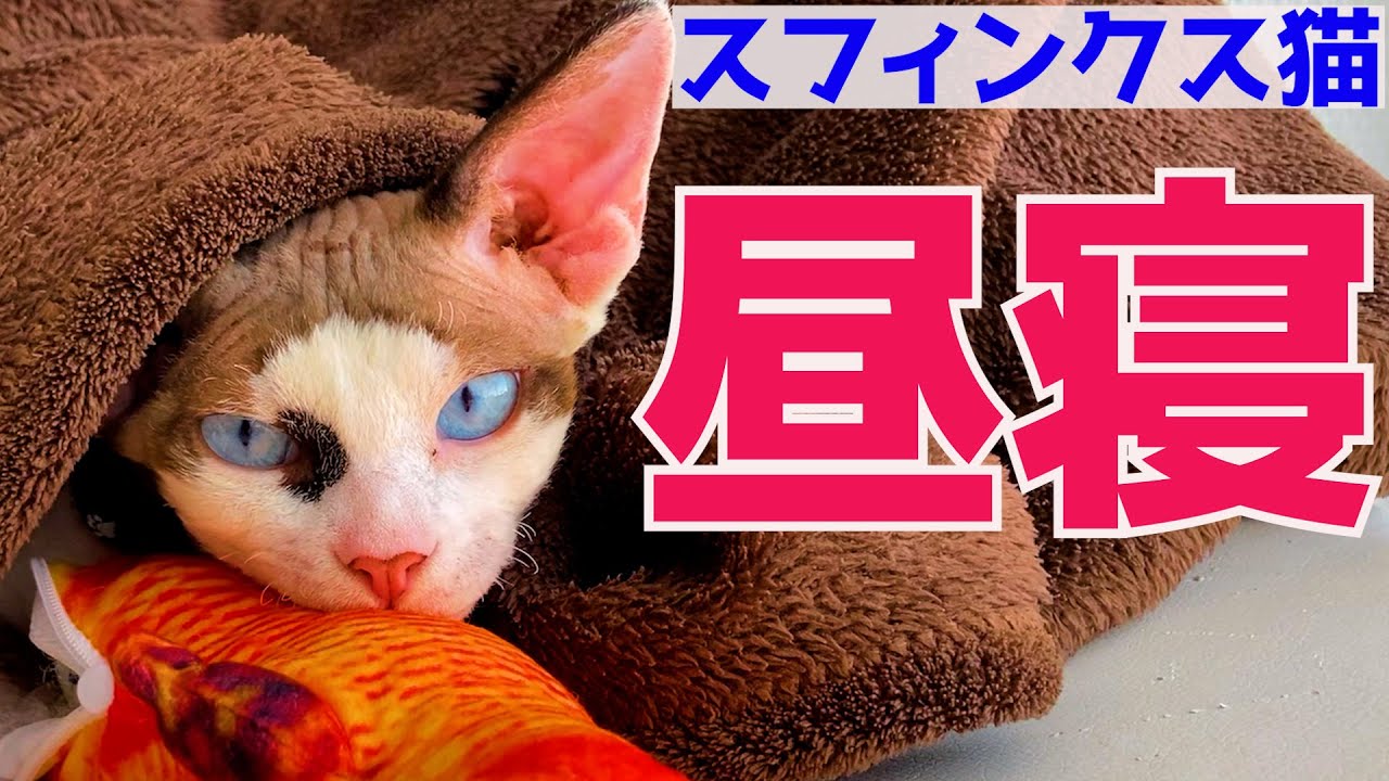 123:スフィンクス猫の昼寝