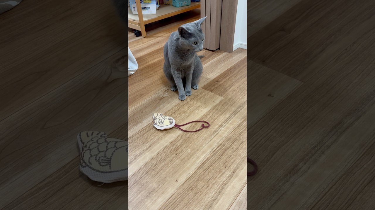ヒモが気になる猫 #ロシアンブルー #ねこのいる暮らし