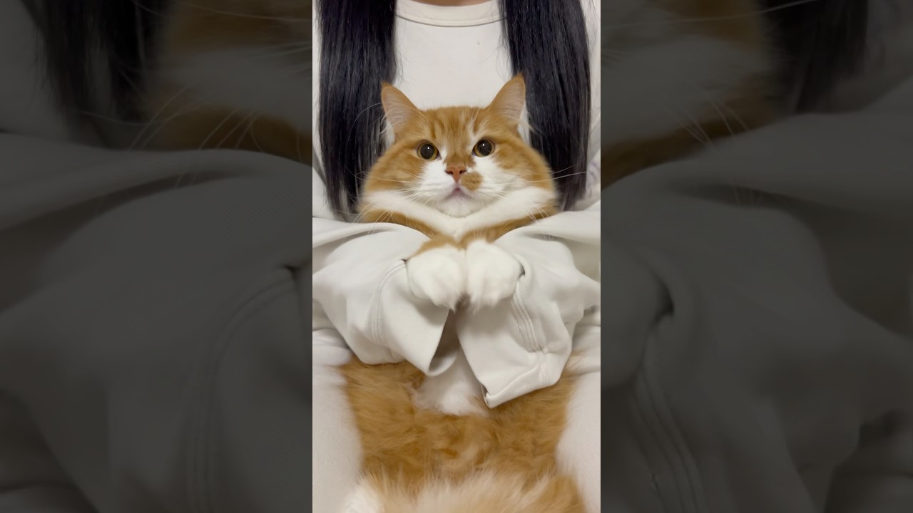 うににメロメロになっちゃうぞ(♡~♡) #shorts #猫 #マンチカン #短足マンチカン #cat #munchkin #キューにストップできません