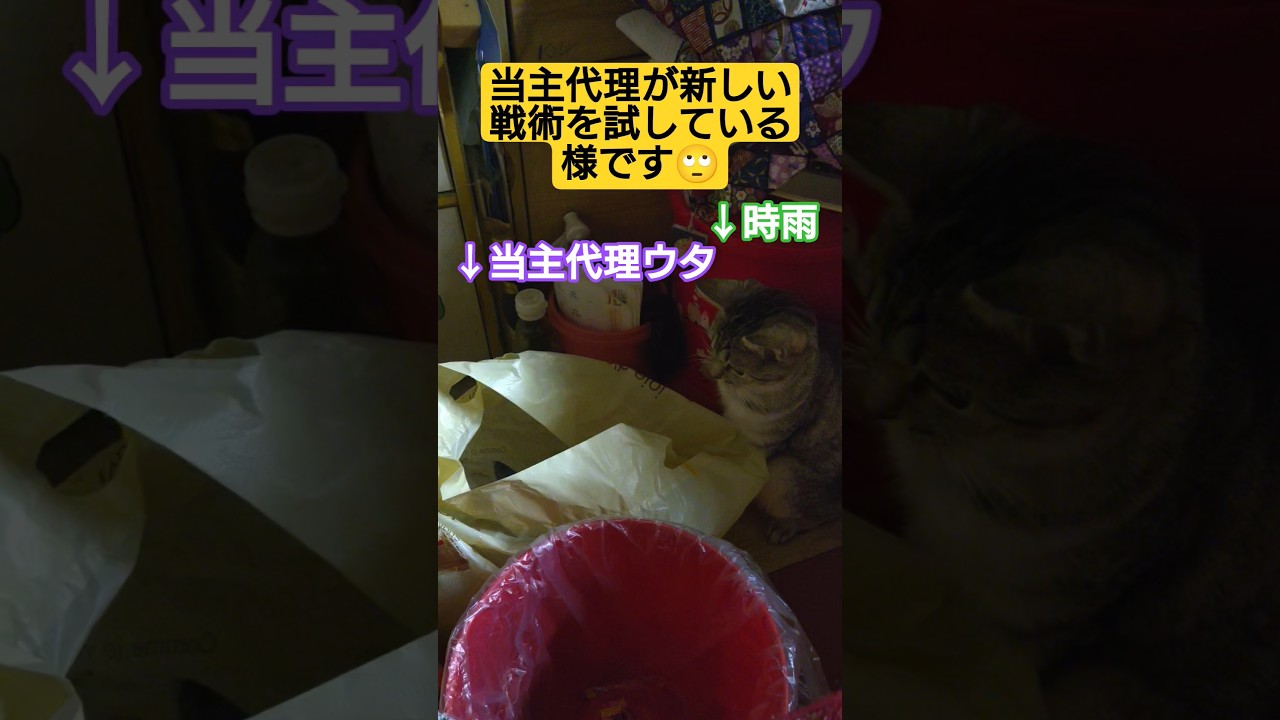 当主代理が何やら新しい戦術を考案したご様子です😑#保護猫 #スフィンクス #ウタ #時雨 #猫のいる暮らし