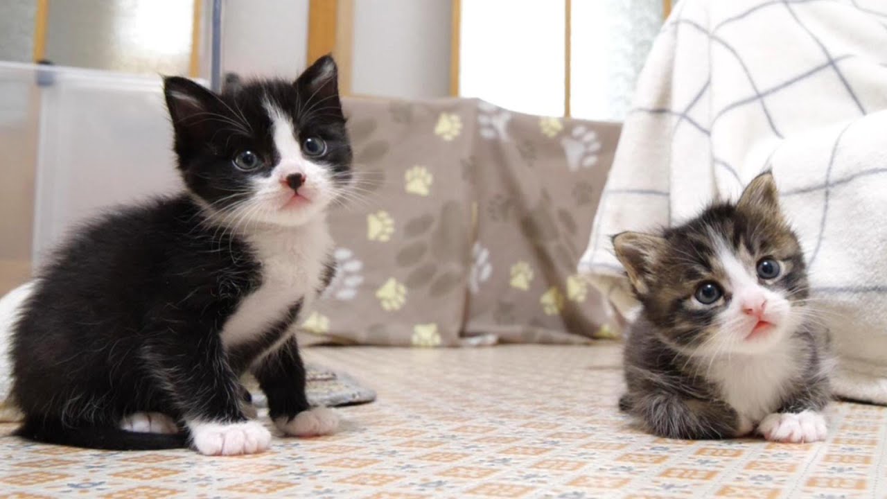 子猫のかわいいじゃれ合いだと思っていたら、予想以上に激しくじゃれ合うふたり【赤ちゃん猫　保護猫】
