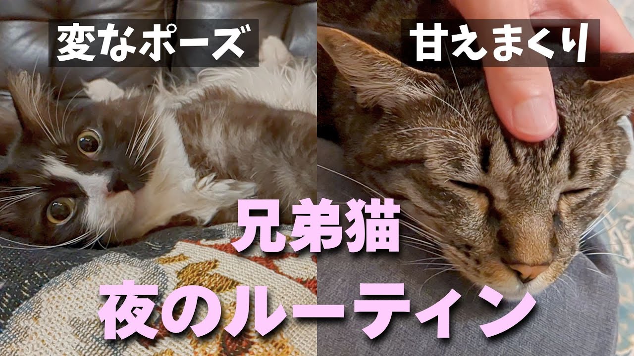【保護猫】兄弟なのにこんなに違う！？夜の過ごし方