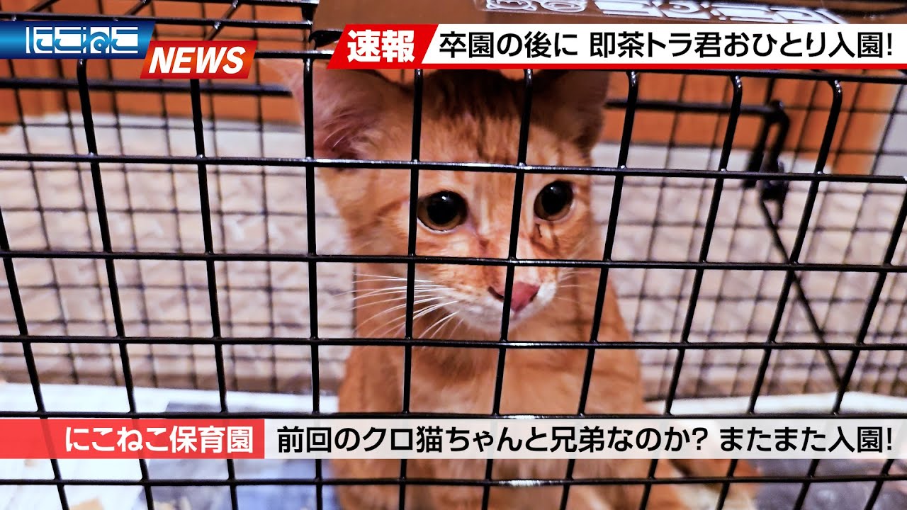 【にこねこ速報】子猫が待ち伏せ？猫界に広がる「にこねこ保育園」の噂...
