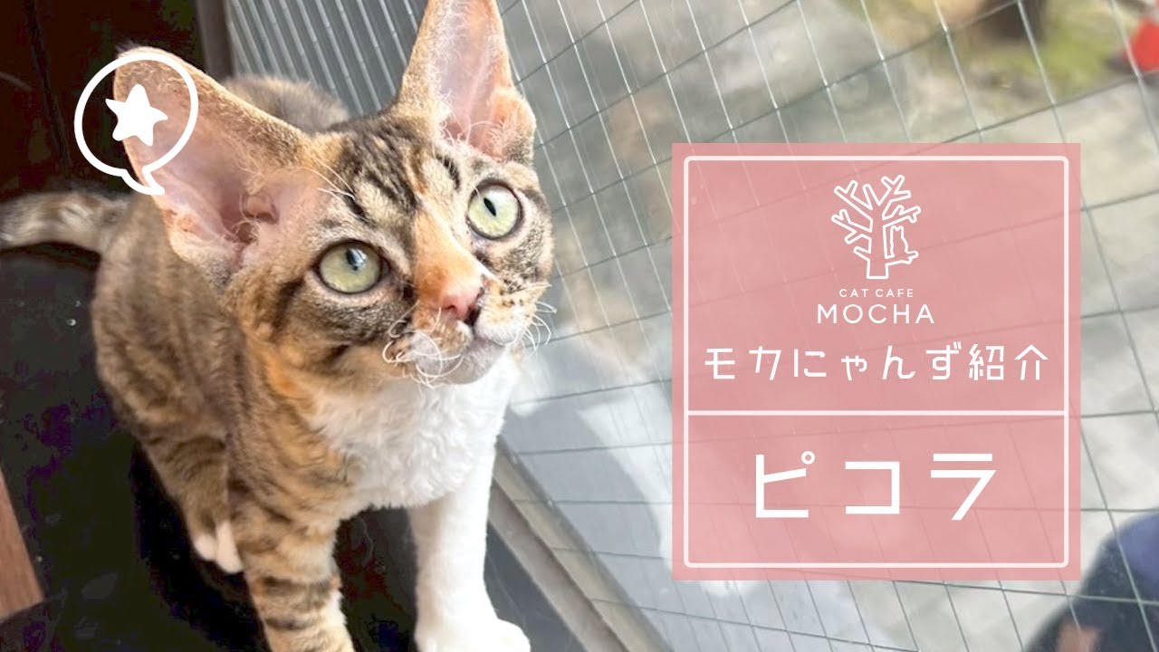 ピコラ（デボンレックス♀）秋葉原店