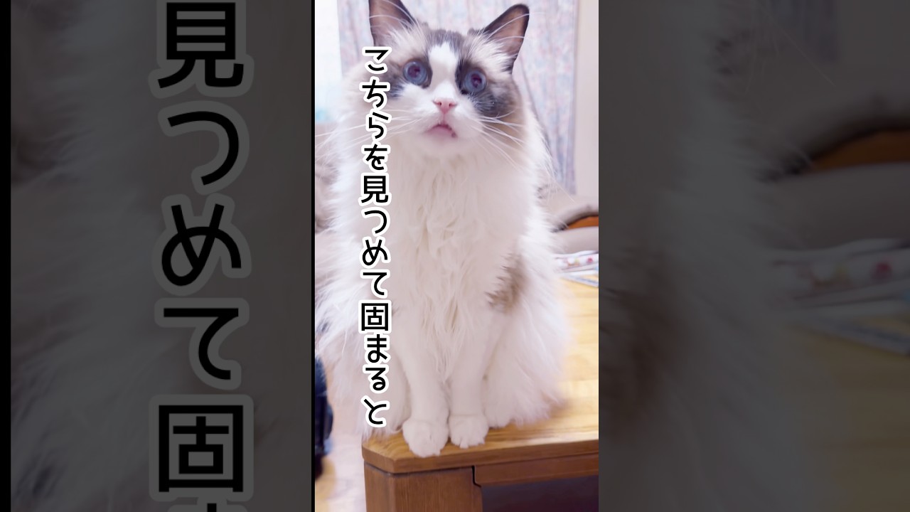 【こちらを見つめて固まると】#猫 #猫のいる暮らし #ラグドール #shorts