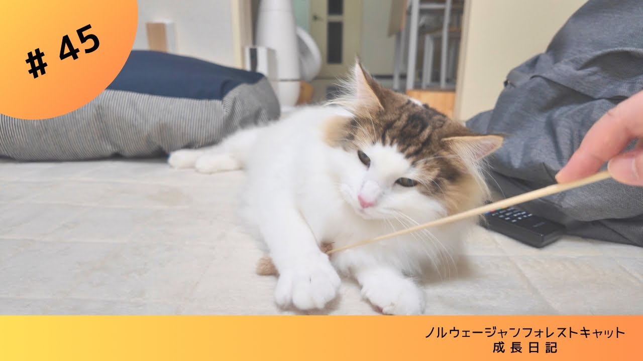 【子猫】Vlog TVが気になる年頃 #ノルウェージャンフォレストキャット #kitten #兄弟猫