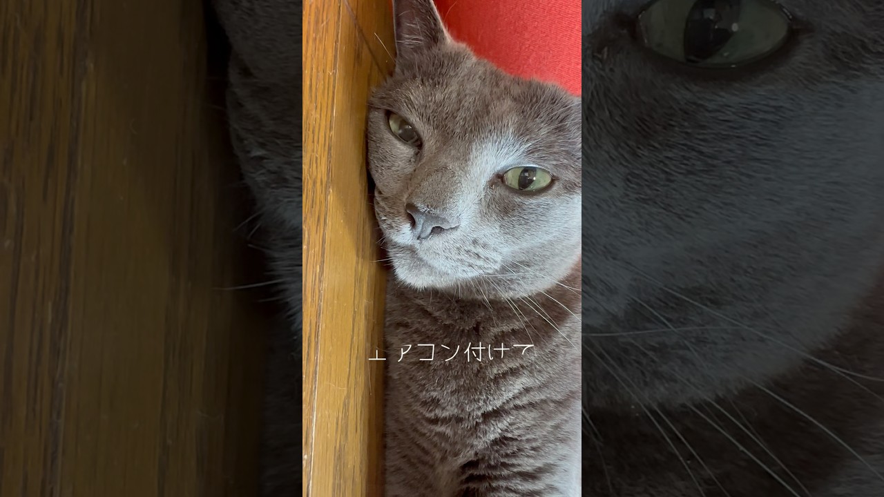 【ロシアンブルー】めろん灼熱の暑さ😂【猫】#shorts