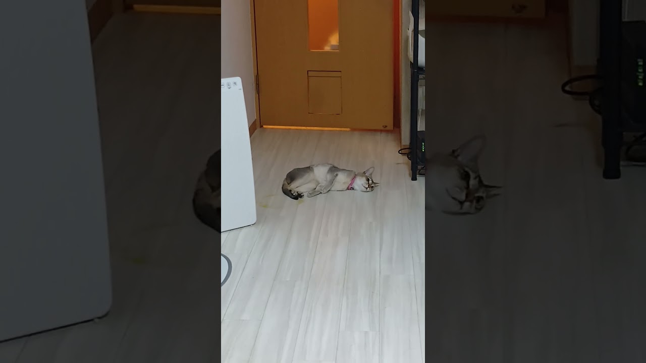 掃除機かけてるときは床にゴロンとするシンガプーラ猫はこちら#猫のいる暮らし