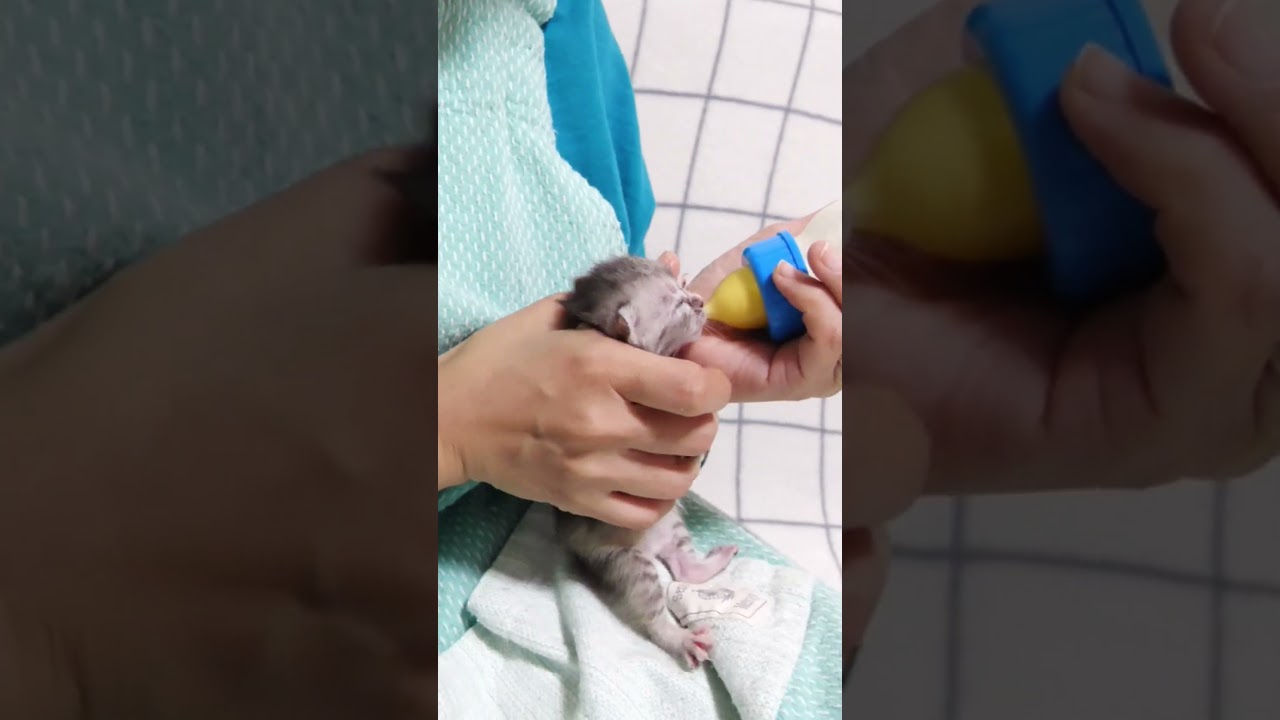 哺乳瓶に慣れない子猫が懸命にミルクを飲もうと頑張る【赤ちゃん猫　保護猫】