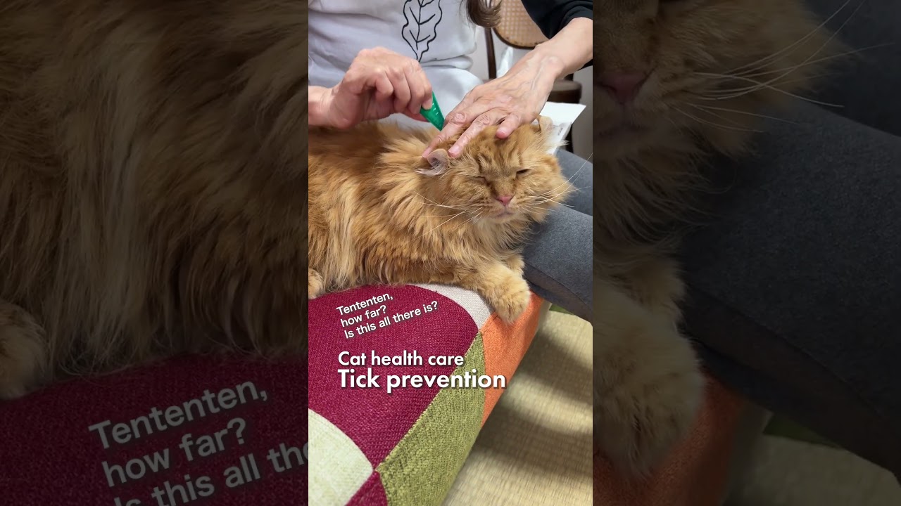猫たちの健康ケア／マダニ対策