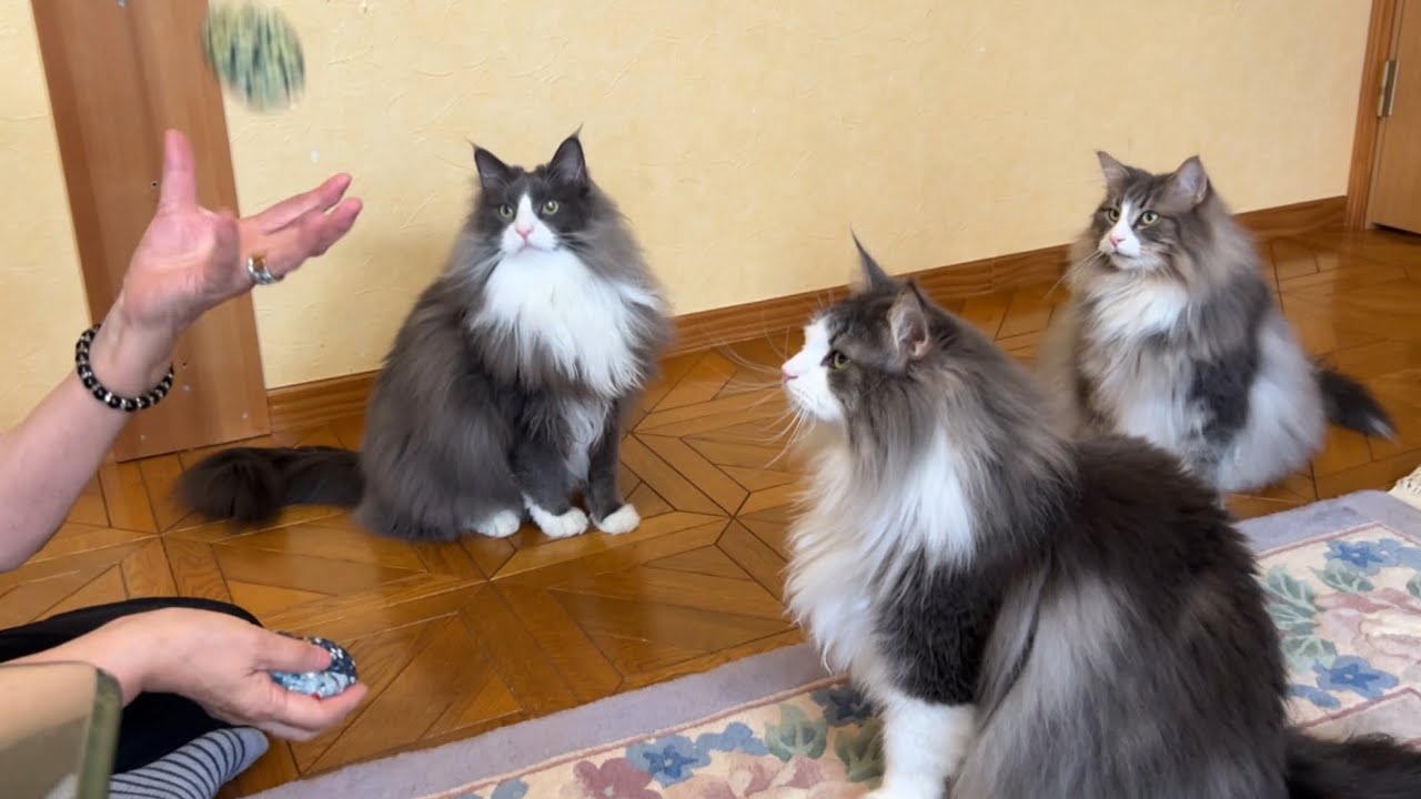 【真剣】ばあばがお手玉を披露してくれたよ✨真剣に見るもふ猫たちが可愛すぎるwwwノルウェージャンフォレストキャットとターキッシュアンゴラ