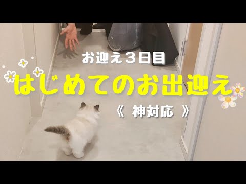 ぬいぐるみかと思ったら…まさかの【神対応】🫢｜甘えん坊ラグドール子猫の初めてのお出迎え🧸